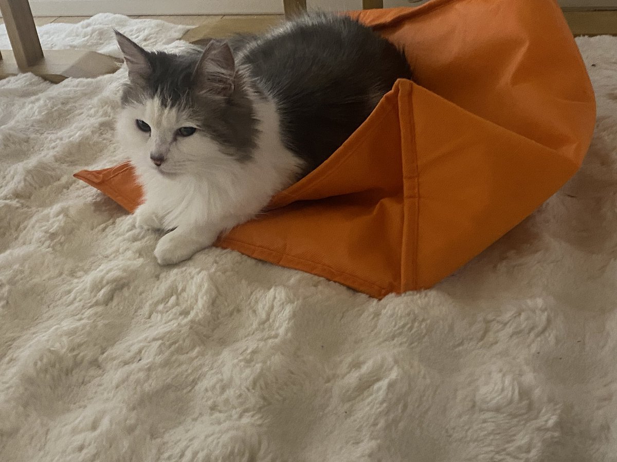 猫のいる暮らし𓏲𓎨