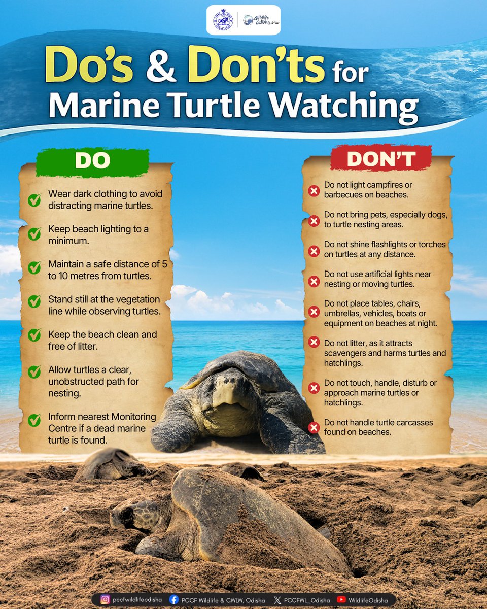 PCCFWL_Odisha's tweet image. Odisha hosts the world’s largest mass nesting rookery of Olive Ridley turtles. This rare privilege calls for respect, not disturbance. Protect nesting turtles, safeguard hatchlings, and support mindful tourism. 
#MassNesting #MarineTurtle #MarineConservation #WildlifeProtection