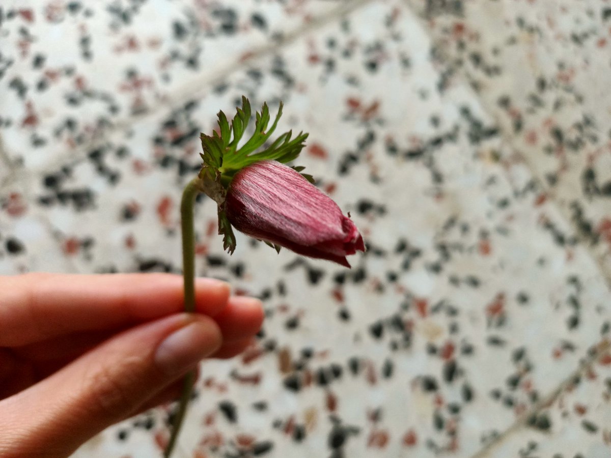 fasdile1992's tweet photo. Annemin küçük hediyesi🌷☺️
#Anemon #Tulip https://t.co/NsuS4wnQkd