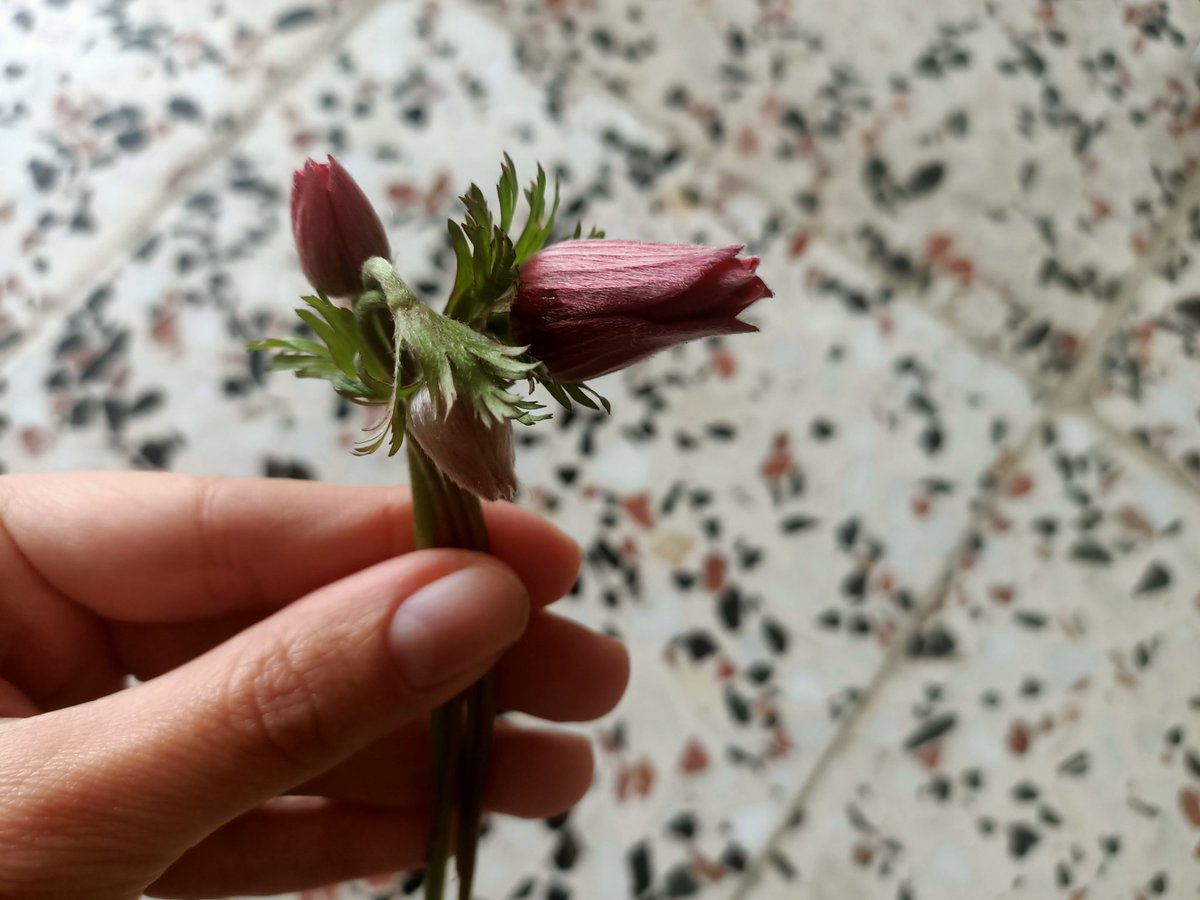 fasdile1992's tweet photo. Annemin küçük hediyesi🌷☺️
#Anemon #Tulip https://t.co/NsuS4wnQkd