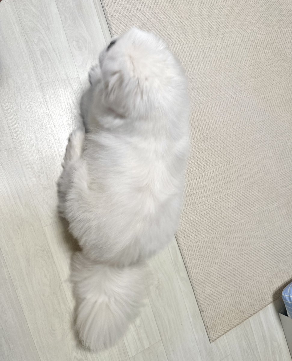 강아지 진짜 통통함
얼마나 통통하냐면
꼬리까지 통통~~함