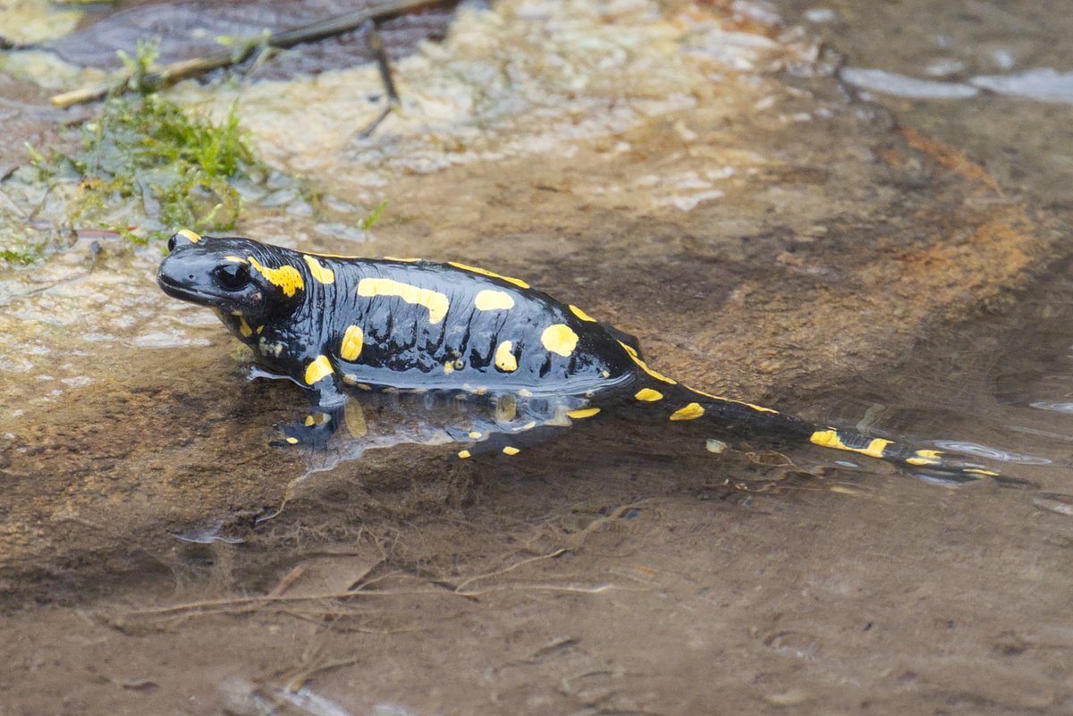 Mathias 🕊 🦋 tweet media