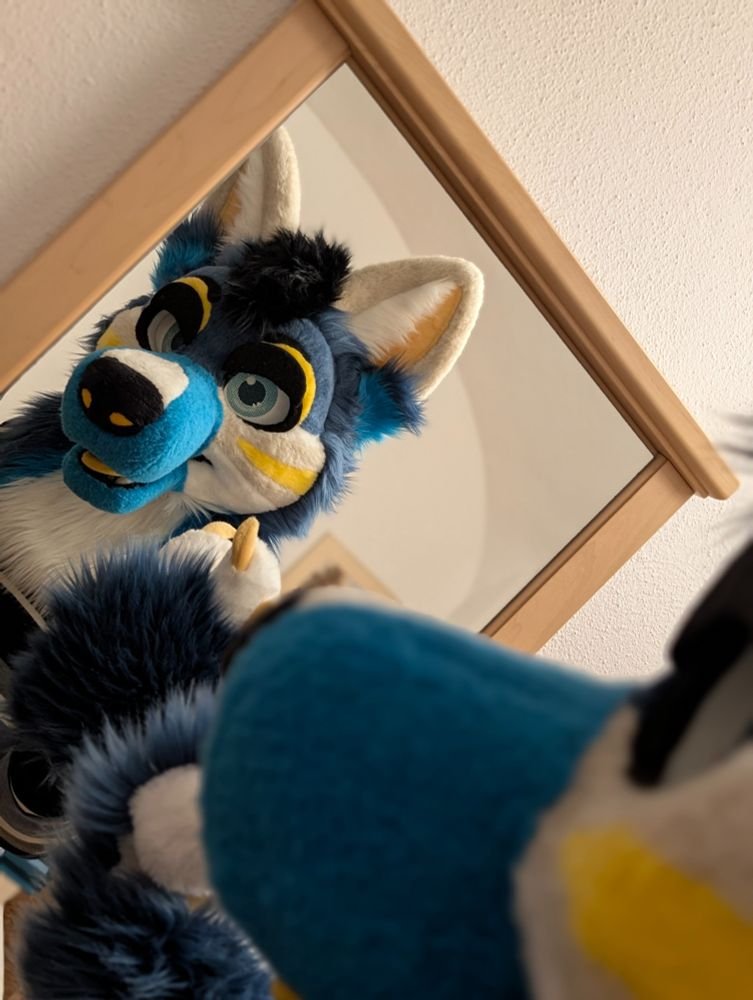 Mirror, mirror on the wall... who's the fluffiest of them all? 💙✨️ 
Suit belongs to <a href="/HrekoHusky/">Hreko The Adventurehusky</a> 
Wearing by me 🐺 
🧵: <a href="/MagicfurryW/">MagicFurry_workshop</a> 
#FursuitFriday #Furry #Fursuit #FurryFandom