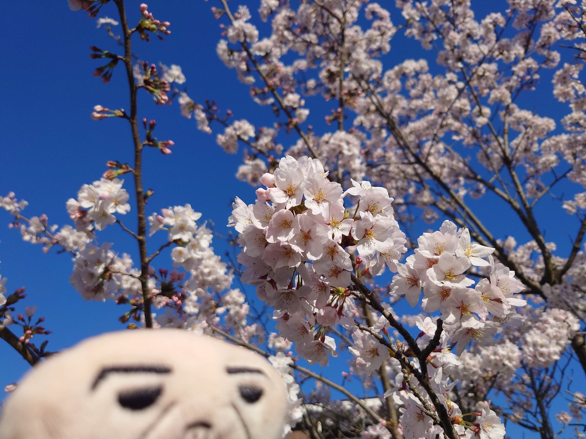 #このタグを見た人は黙って桜をはる