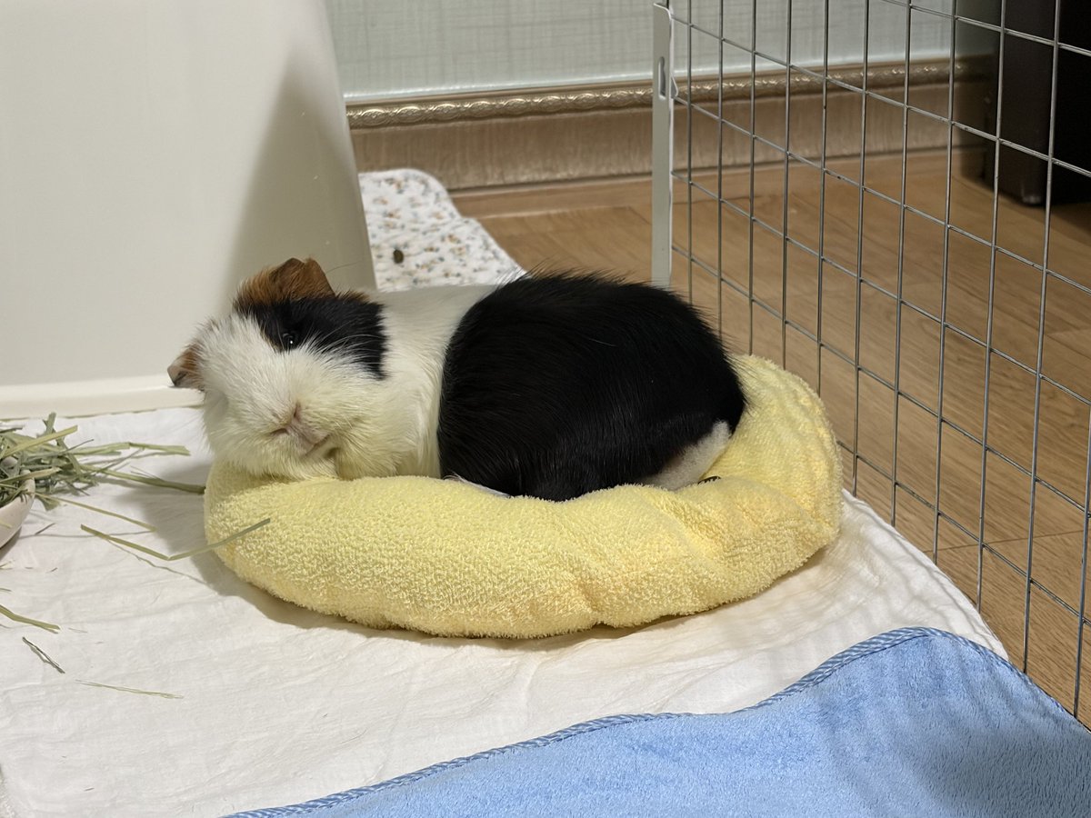 1. 만져지기 전
2. 발 건드린 직후
3. 사과한 후