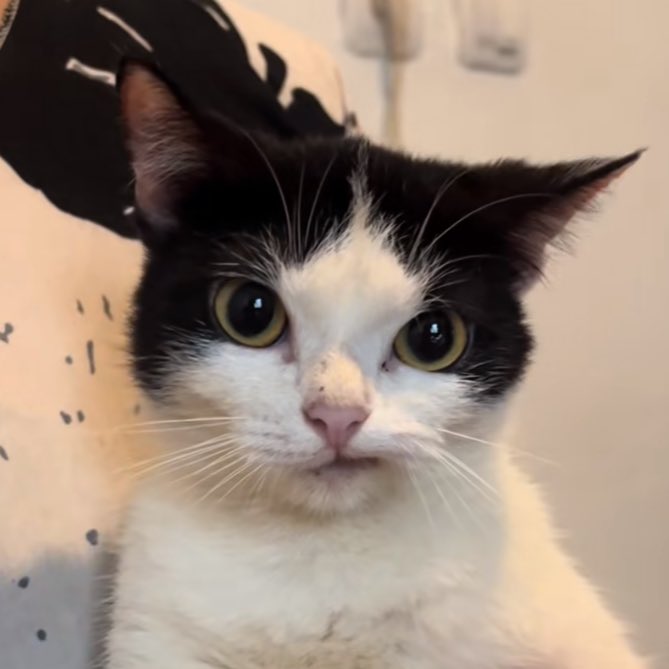 lune (@dearcutiedy) on Twitter photo 