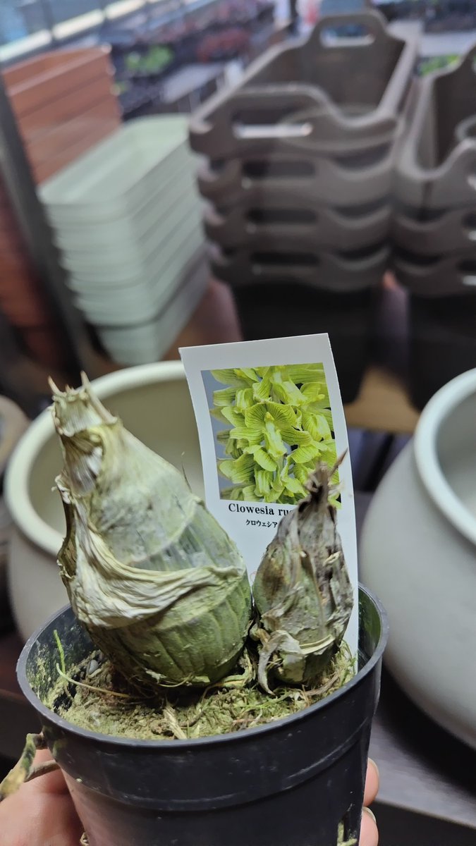 入荷情報】 店長が大好きなタケノコ蘭入れました ①Cycnoches Jumbo