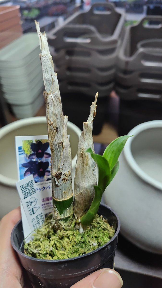 入荷情報】 店長が大好きなタケノコ蘭入れました ①Cycnoches Jumbo