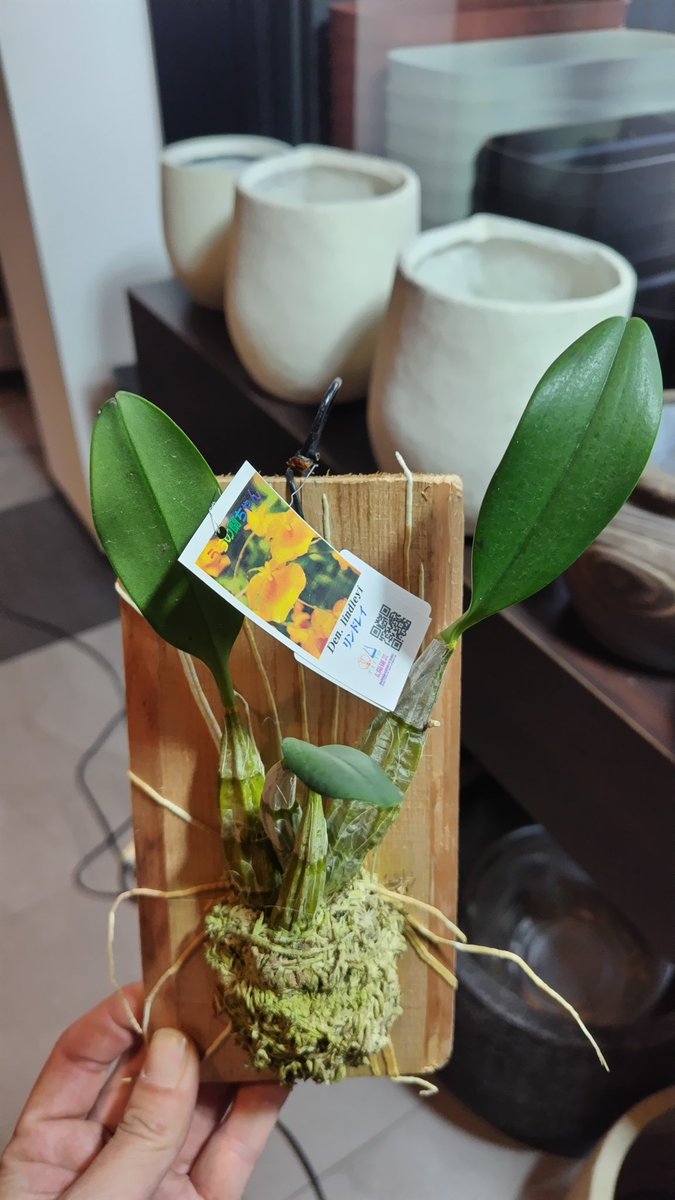 入荷情報】 店長が大好きなタケノコ蘭入れました ①Cycnoches Jumbo