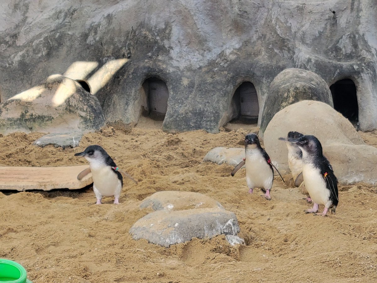 gingermilktea's tweet photo. ペンギン天国へ行ってきたよ。
控えめに言って最高。 https://t.co/P1H75V6zzG