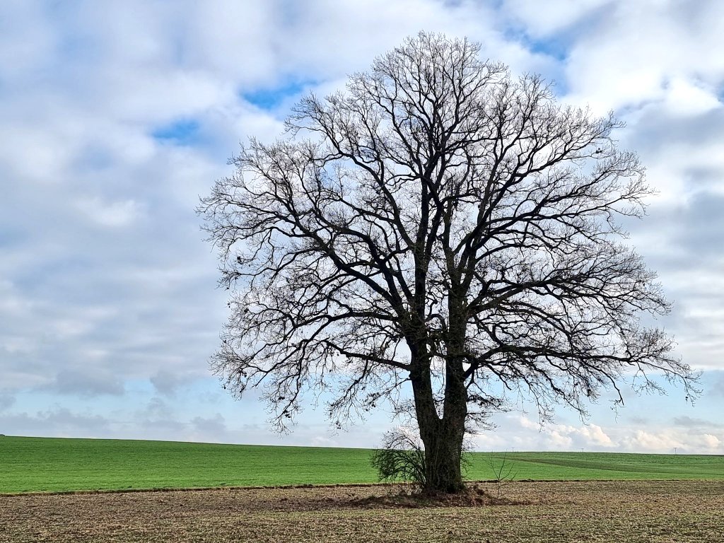 BellaLuna tweet media