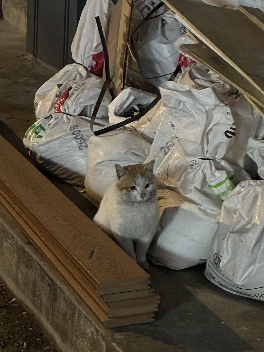 พิ่ว่าแถวนิ่

มีแมวมอมจิงมะ