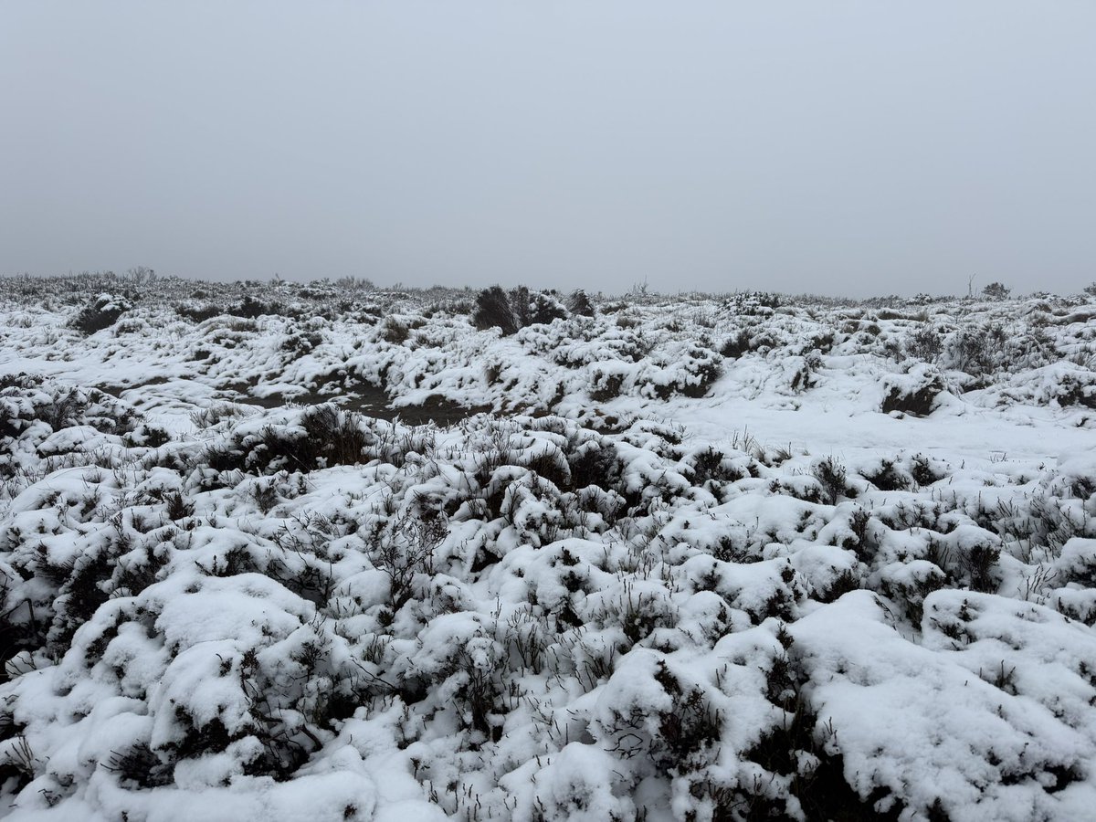 Peter Nicholson tweet media