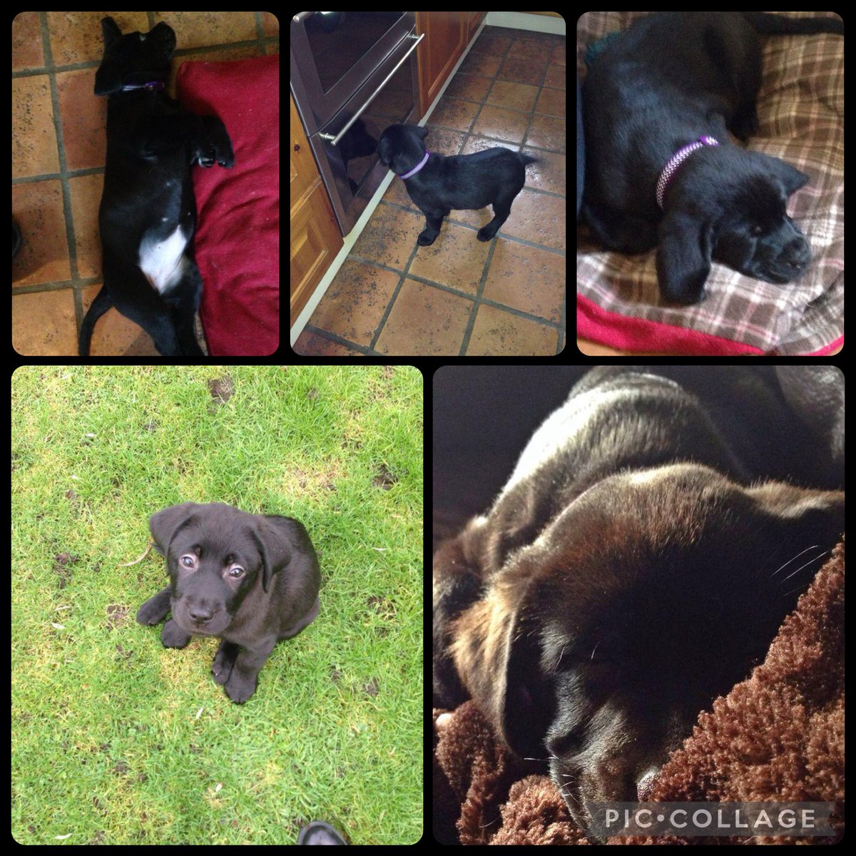 olive_blacklab's tweet image. Pals it’s my Gotcha +10 
12 years ago I became the centre of Mums world and she mine #goodgirl #bestfriends 
#puppyolive 💜