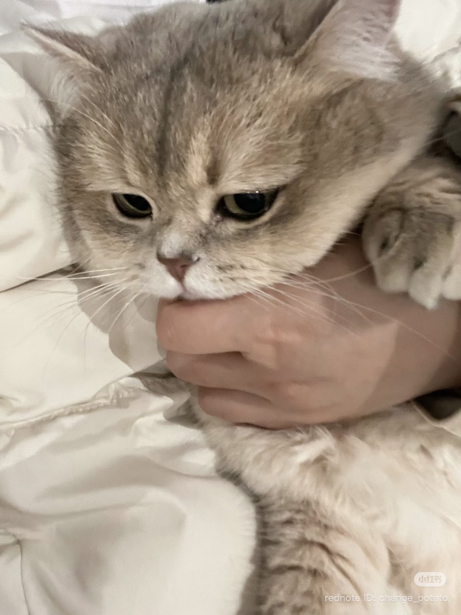 cutest cats (@cutestscats) on Twitter photo 