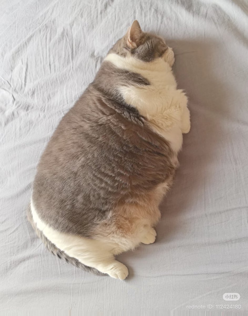 cutest cats (@cutestscats) on Twitter photo 