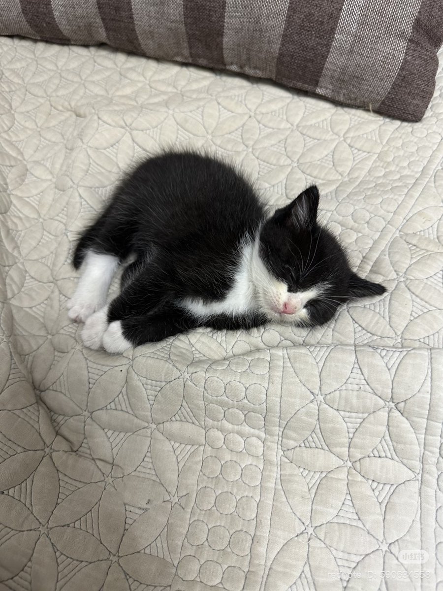 cutest cats (@cutestscats) on Twitter photo 