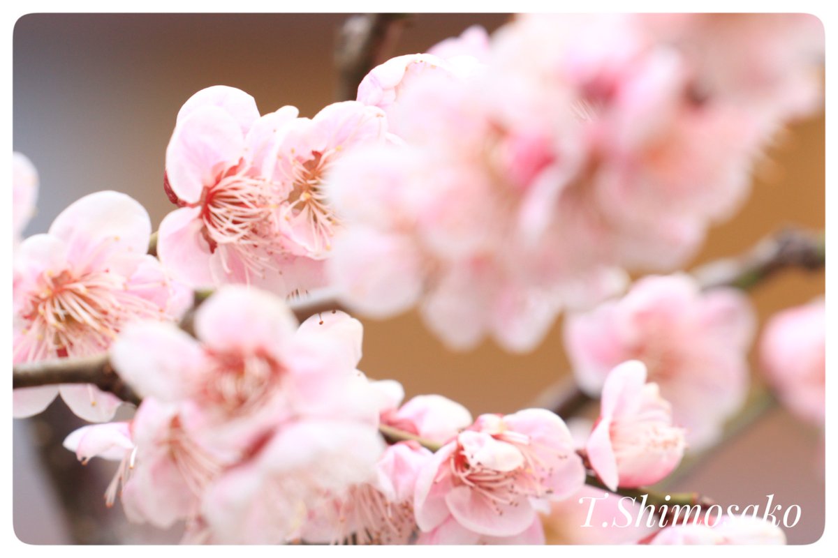 Flower Photo Club Community on X - 4.6K Members