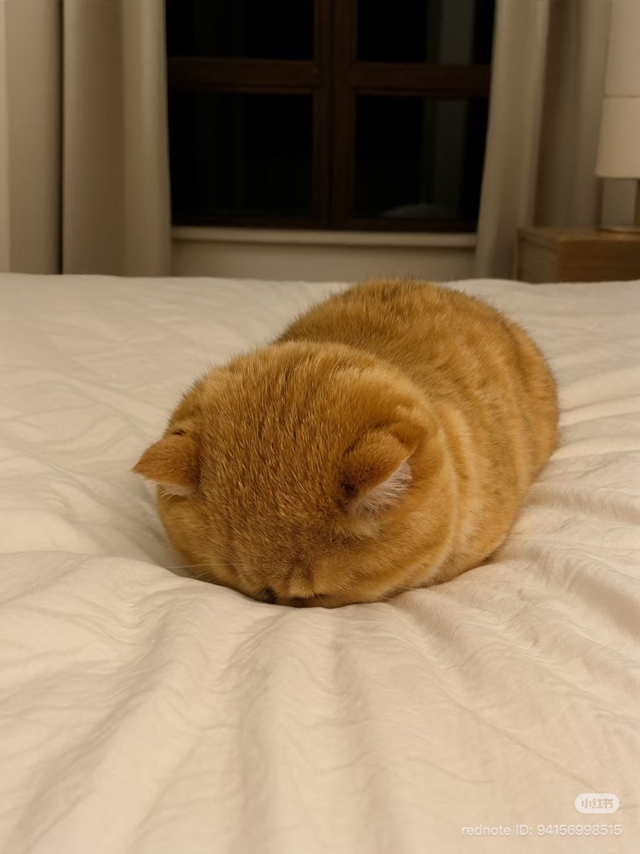 cutestscats's tweet image. 