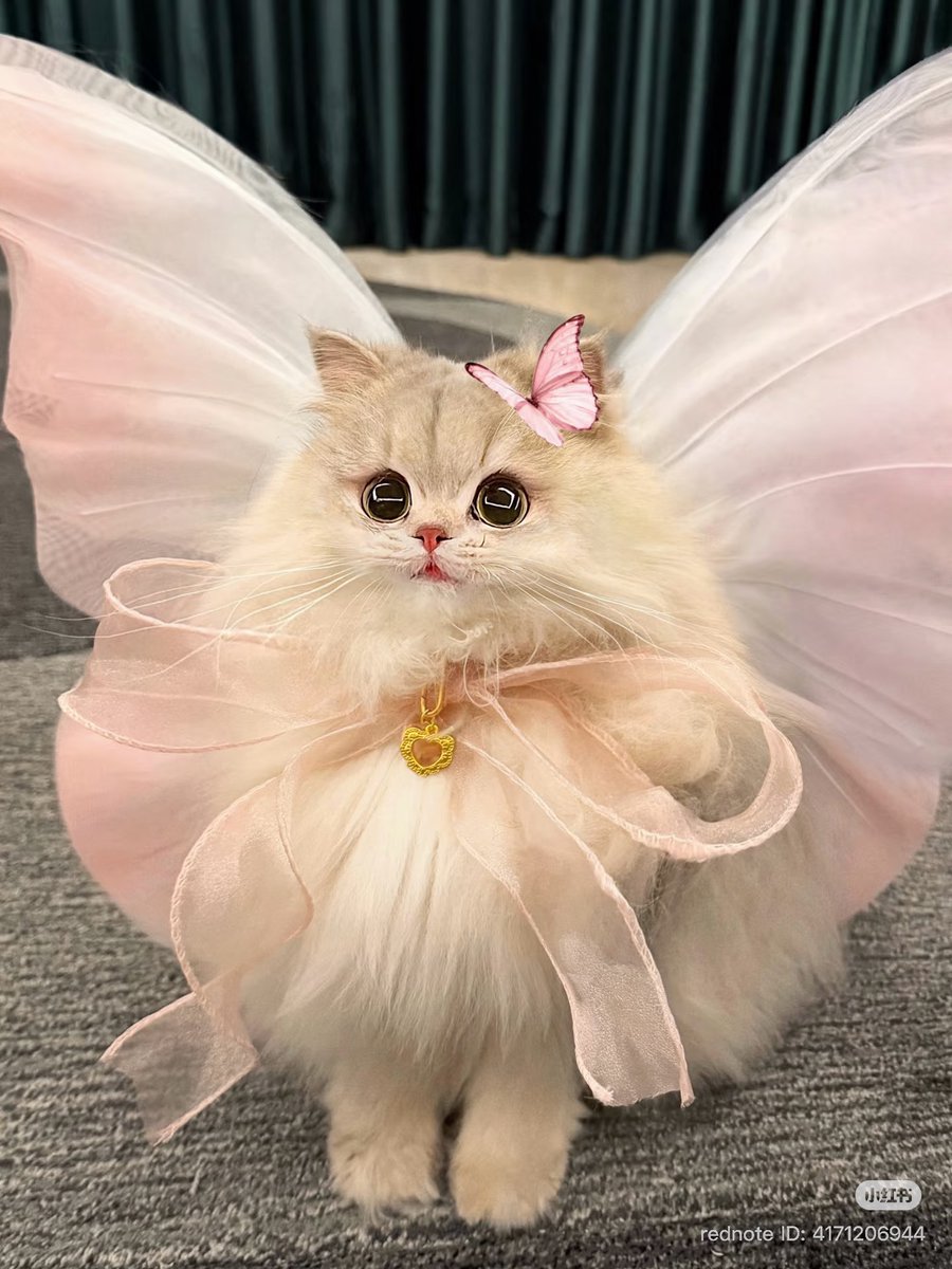 cutestscats's tweet image. 