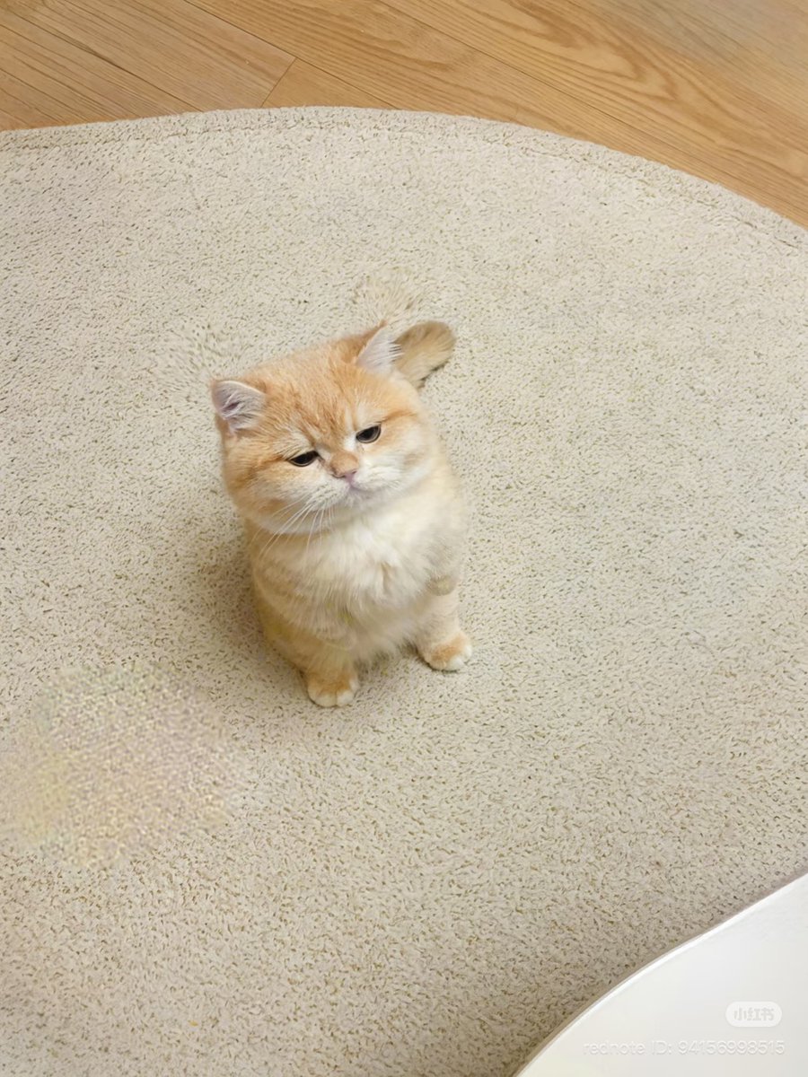 cutest cats (@cutestscats) on Twitter photo 