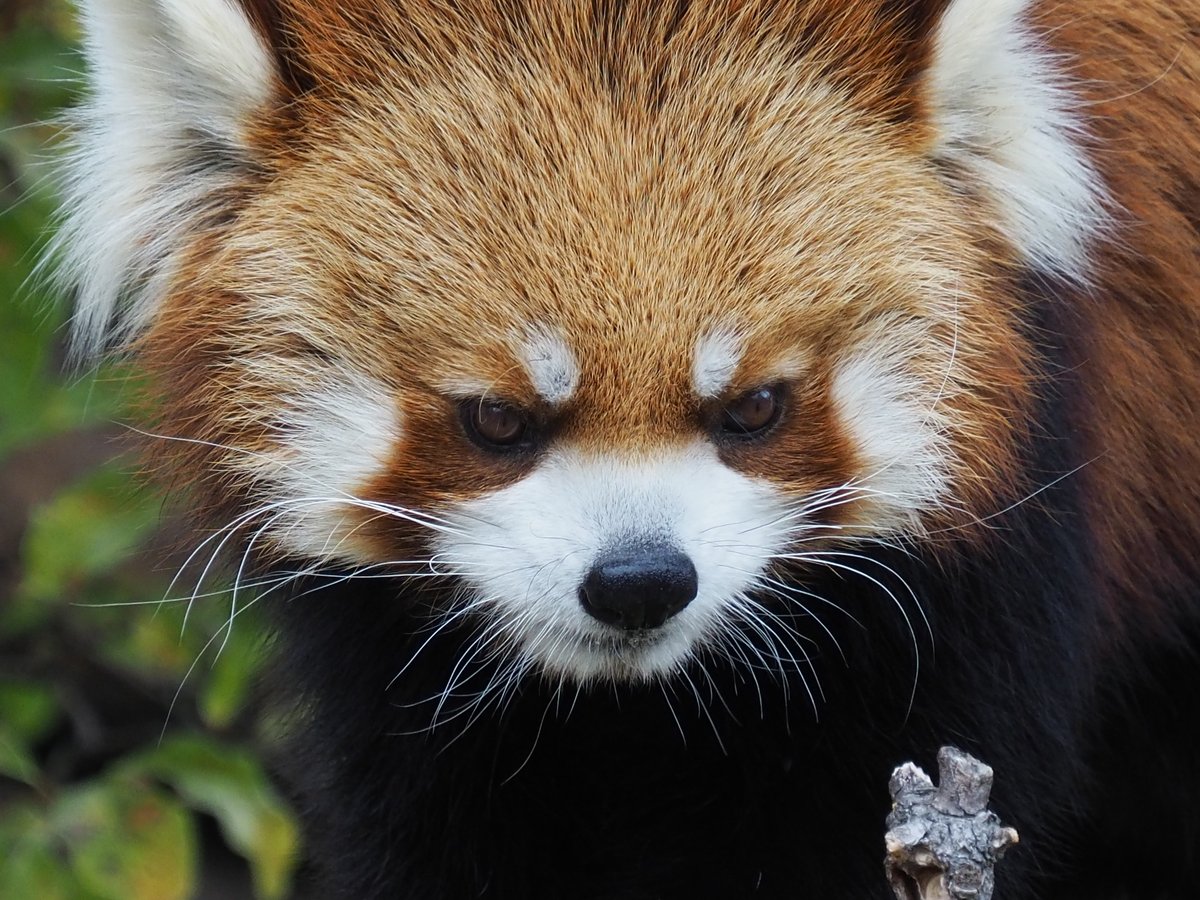 体調崩して元気がないんか そんな時はリンゴを食べるのが一番や ワイは