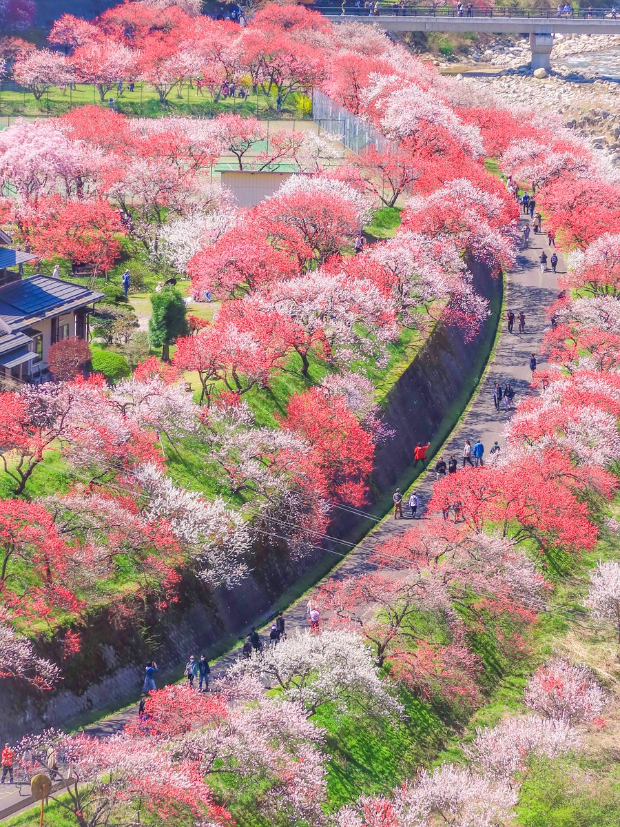 hokkorihirugami's tweet image. 春旅はここがオススメ🌸

長野県阿智村【花桃の里】
