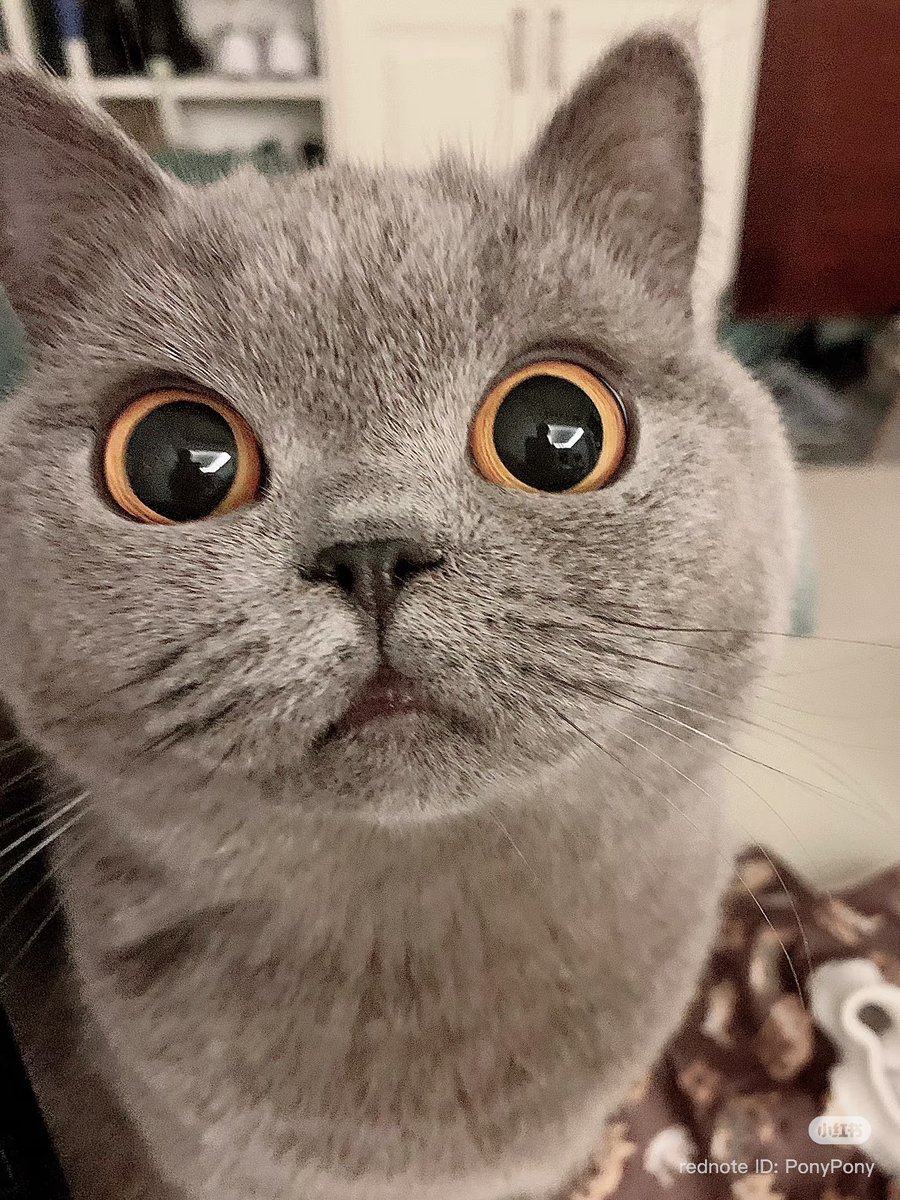 cutest cats tweet media