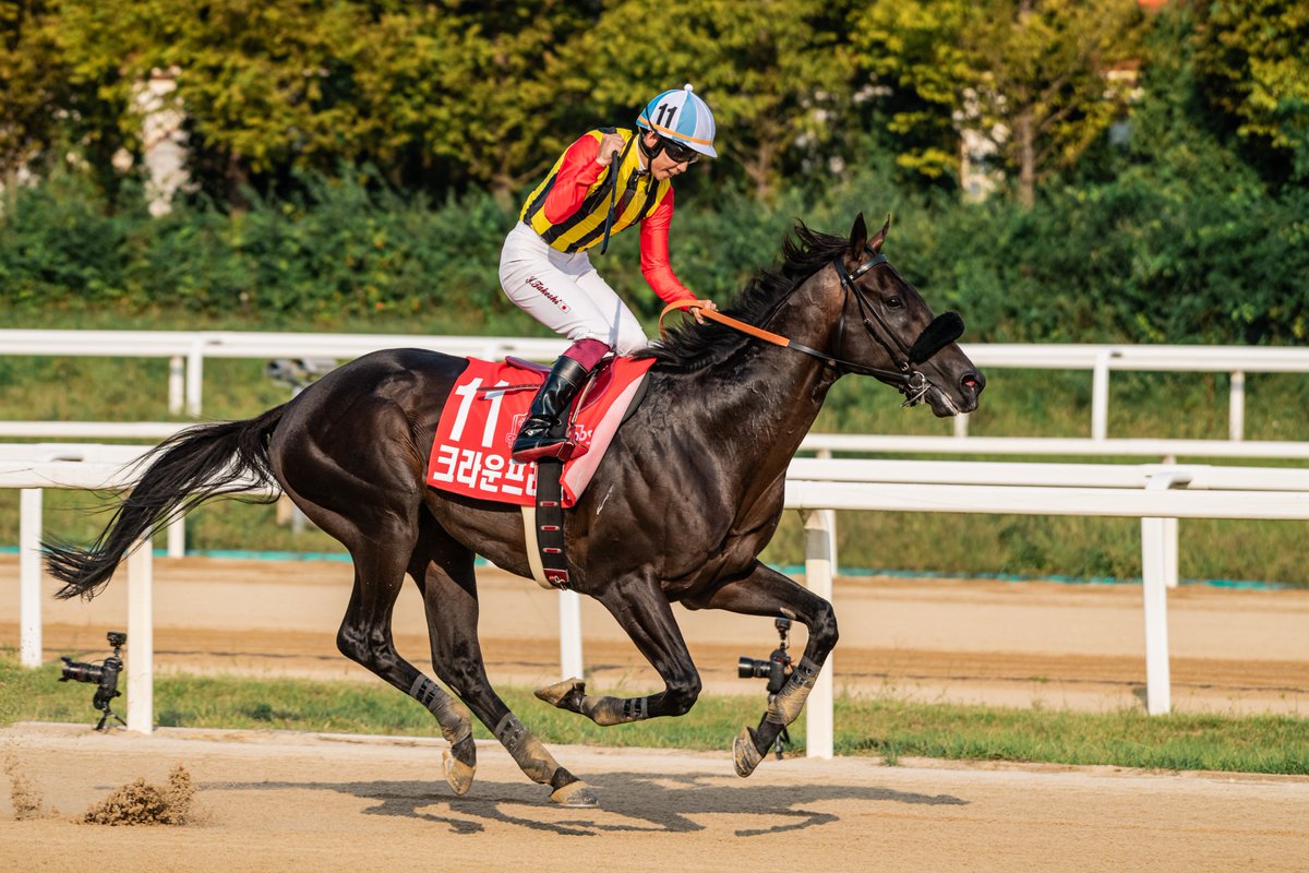 khorseracing's tweet photo. 2023·24 코리아컵(G1/IG3) 우승마 '크라운프라이드(Crown Pride)'가 한국에 씨수말로 도입될 예정입니다. 과연 일본의 혈통이 다시 한번 한국에서 성과를 낼 수 있을지 주목받습니다. 관련 정보에 의하면, 코리아 스프린트(G1/IG3) 우승마 '리메이크(Remake)' 또한 도입 예정입니다. https://t.co/E0H0Ud2tIW