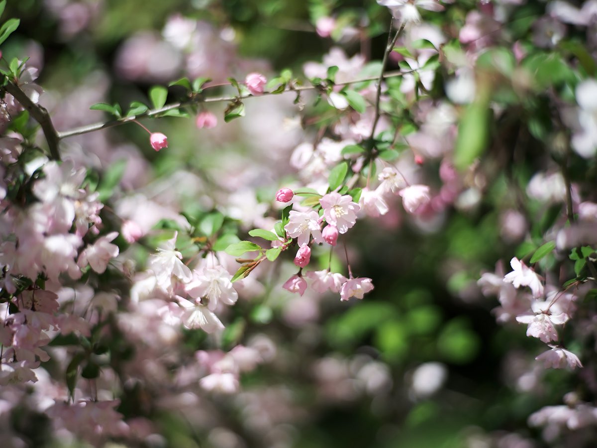 inao_toshiaki's tweet image. WAIKIKI PHOTOGRAPH
in full bloom scenery 2025 , by gfx 50sⅡ with carl zeiss planar 85mmf1.4
#新宿御苑
#springscenery 
#cherryblossom 
#infullbloom 
#桜満開 
#shinjukugyoen 
#streetsnap 
#photography 
#fujifilm
#gfx50sii 
#carlzeissplanar85f1_4 
#waikiki_inc_photograph