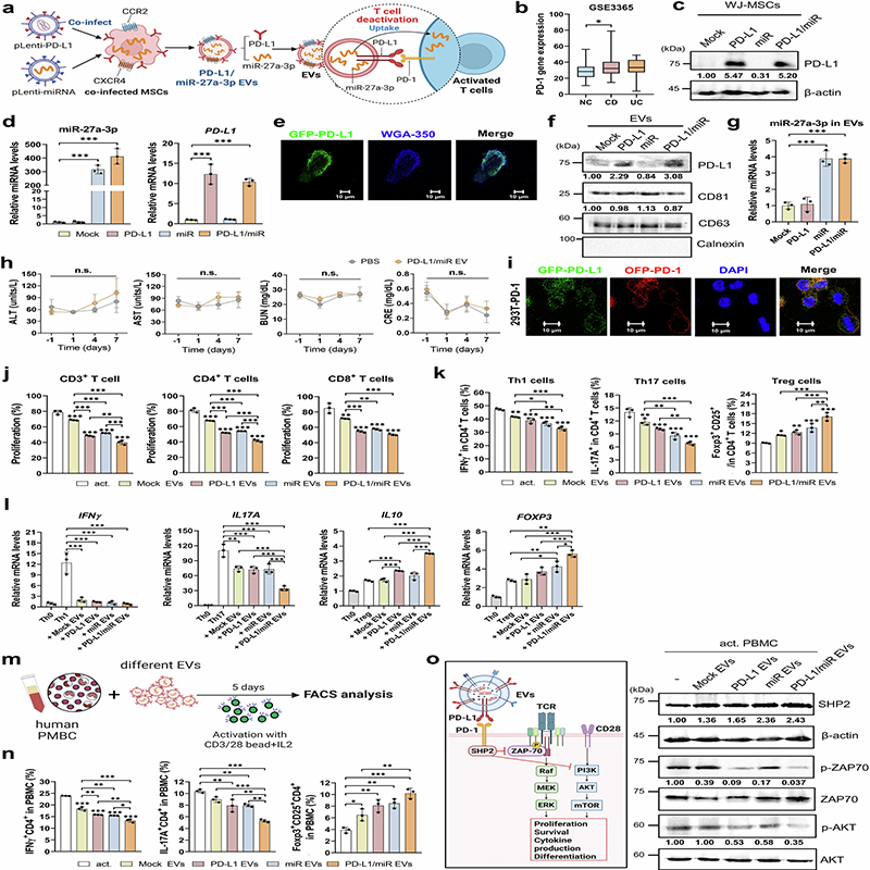 sigtrans_sttt's tweet photo. Presenting a bioengineered #ExtracellularVesicle platform that combines surface checkpoint signaling with #miRNA-guided T-cell #MetabolicReprogramming of inflamed intestinal tissues via PD-1 &amp; mitochondrial signaling for IBD.
#OpenAccess: https://t.co/ooV4RqOvWh https://t.co/WYFEzjzKp5