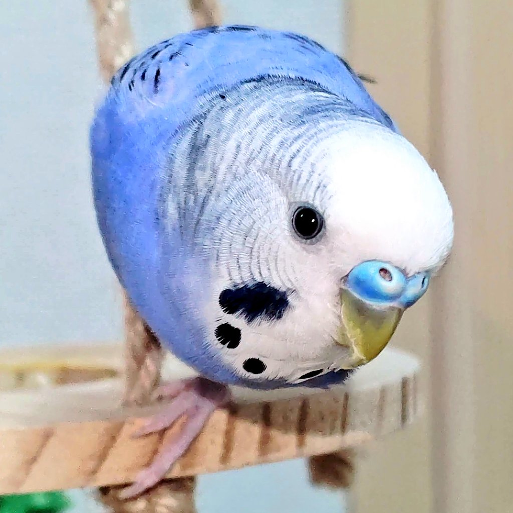 セキセイインコかわいい
セキセイインコかわいい

#セキセイインコかわいい