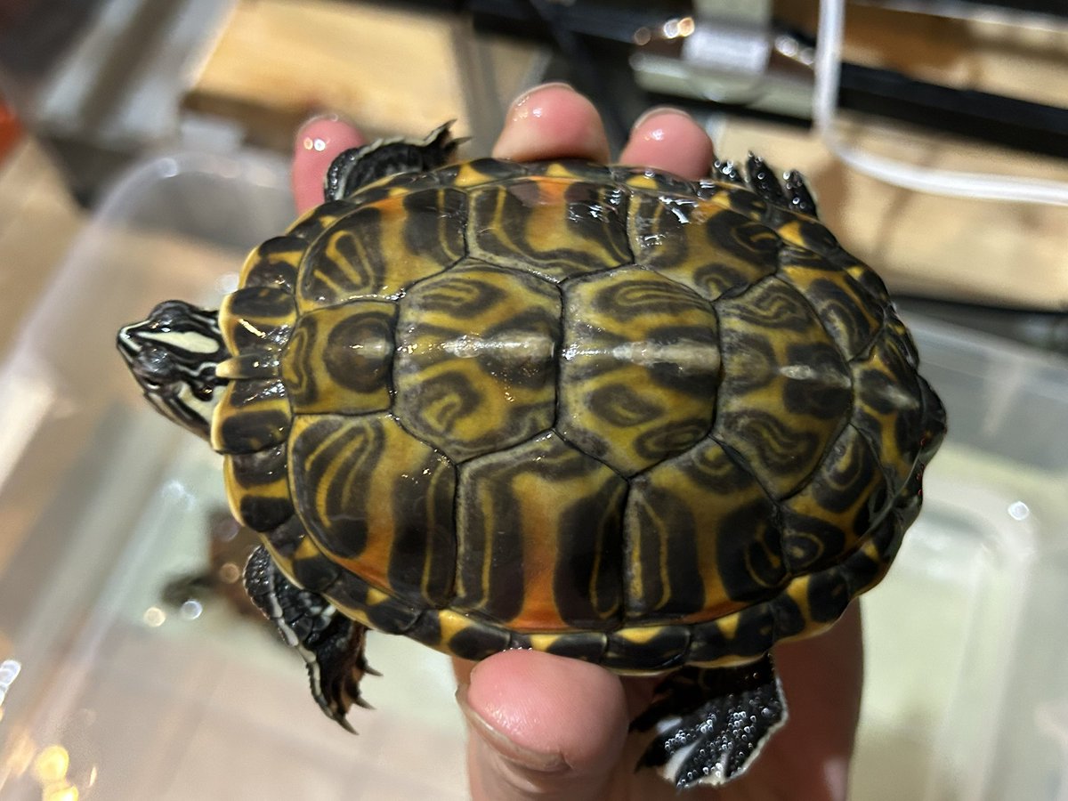 Quanta_Rep's tweet image. 茨城まで行った理由がこちら。フロリダレッドベリーのシブリング個体なんだけどこれはもうゴールデンですよね？な子達をお迎えにモンモンさんに行ってきました。どうも去年連れてきたフロリダの生き別れたきょうだいかもしれない。再会できて良かったなぁ…。
#フロリダレッドベリー