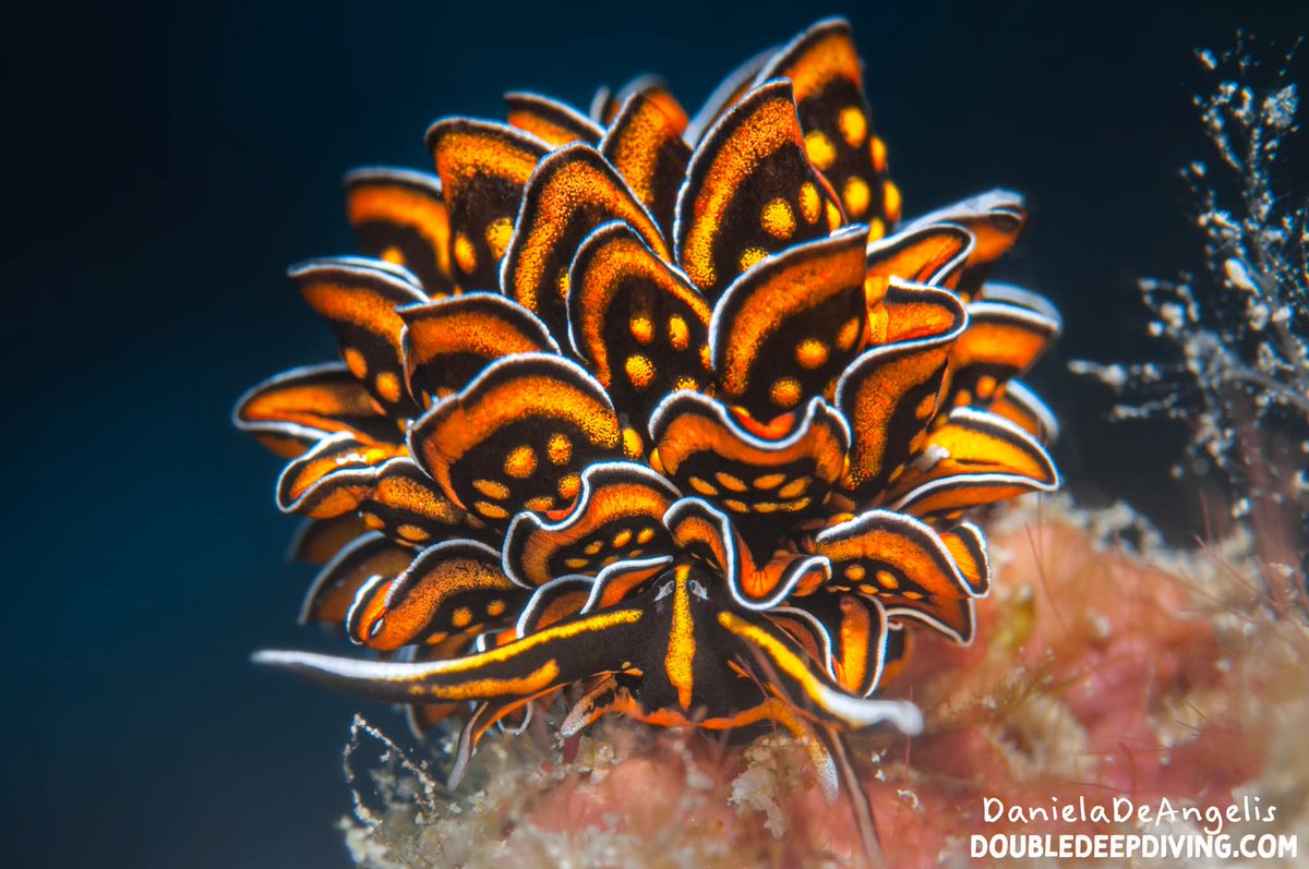 DivingDouble's tweet photo. Cyerce Nigricans

Only with Double Deep, diving elite

#scubadiving #travel #13february https://t.co/fEbvO36b99