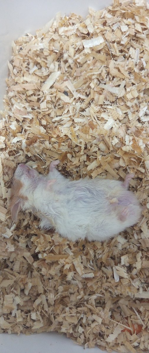 picilnaravt's tweet photo. hamster aku mati di gigit kucing 🥺 https://t.co/tnscmpcIGW