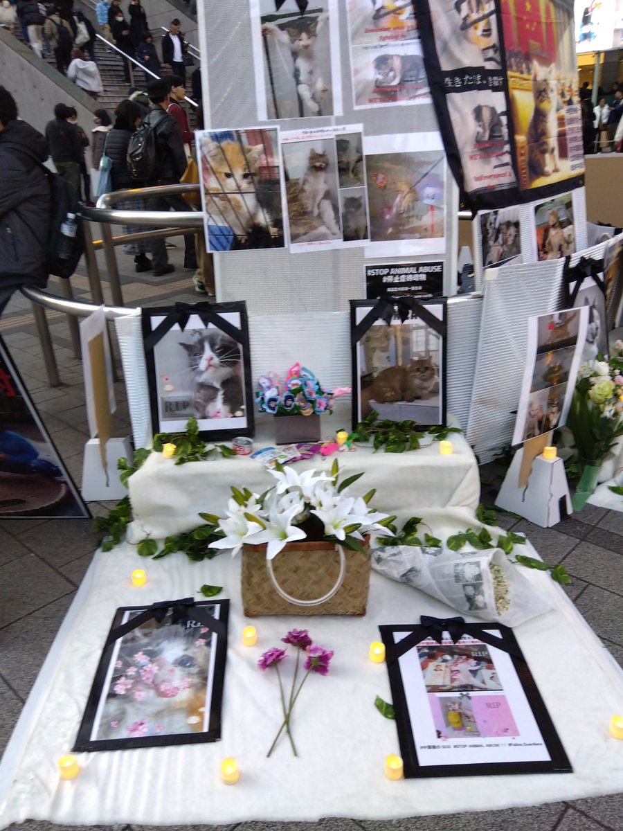 周知活動in新宿！
2月15日(日)12時から〜
#中国猫のSOS
中国猫虐待グループにより
想像を絶する残酷な方法で
猫達は拷問ビジネスの
犠牲になります❗️
どうか助けて下さい
世界中から声を届けましょう！
#中国猫を諦めない
#世界のみんな私たちを助けて