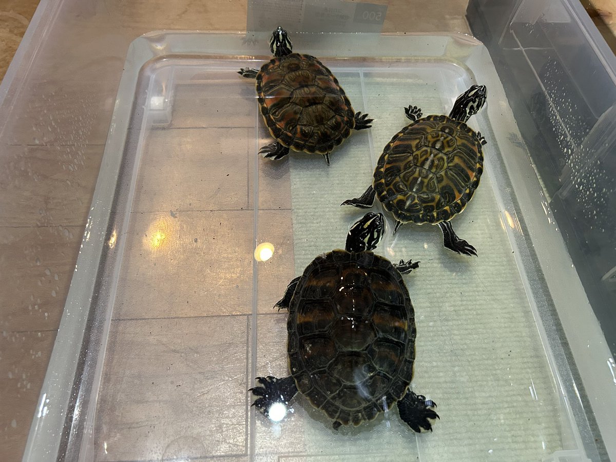 Quanta_Rep's tweet image. 涙の再会と思いきや早くも尻尾噛みにいったんだけど。シブリングの中でも選別された恨みがあるのか。