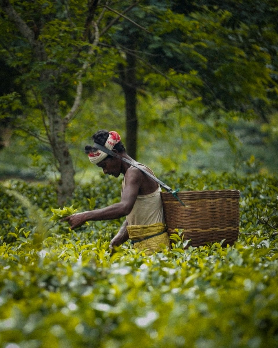 goodfoodin's tweet photo. Assam's journey in becoming India's tea capital started in the early 1800s, and was built on the backs of lakhs of tribals from central India who were coerced into migration. Over 200 years later, those communities continue to work at tea plantations. Their work is gruelling—long hours, brief breaks, and no respite from rain or sun. The fluctuating weather, the headaches, the fevers, the lack of rest all add up and chip away at their strength.

And yet, life goes on. They sing as they work, forage local greens during their lunch break, and laugh over their shared lunch. Despite their hardships, the workers continue to treasure the idea of a permanent job at the tea estate and the land rights it could bring in its wake. What does it mean to be a worker at a tea plantation in Assam?

Watch the full video here: https://t.co/iSKEfSNZc6

#goodfoodmovement #assam