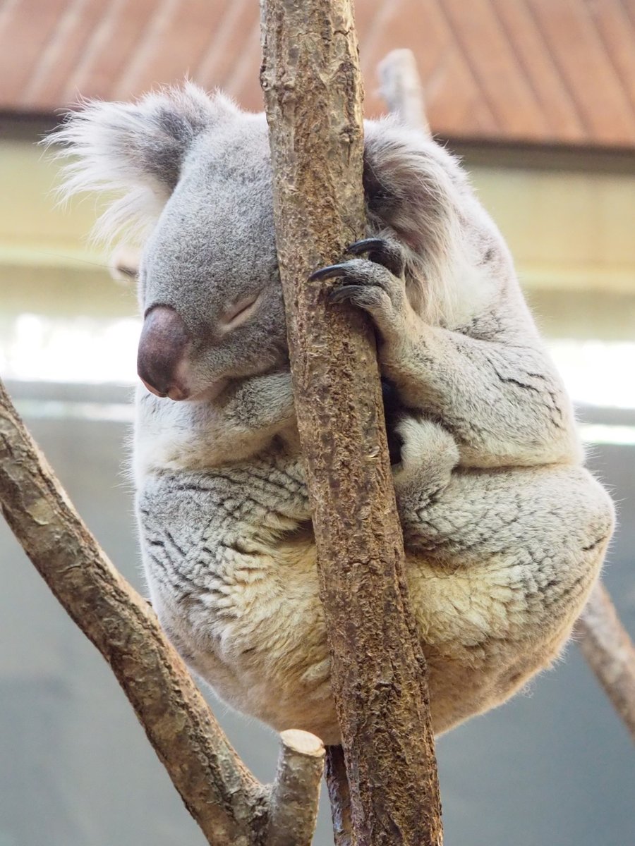 おはようございます いや～～ 昨日は、めちゃくちゃ忙しかったな #王子