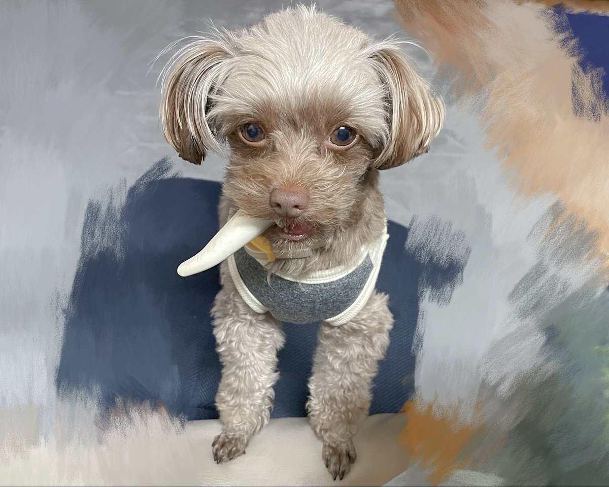 ___a0320's tweet photo. ギャング犬🐶🦴 https://t.co/7Am49r6frw