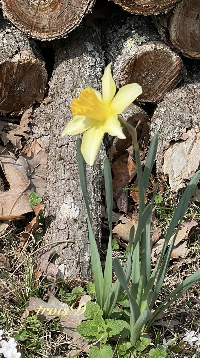 dianne0805's tweet photo. Flowers on Fridayโฆ๐๐๐
And suddenly there she was, arriving with no formal announcement, but; nevertheless, heralding that Spring is coming!
#EarlySignsOfSpring https://t.co/4OSC05XolQ
