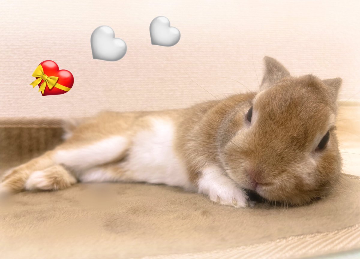 🐰
 🐾まっちろポンポン・・・

🤍ハートにみえましゅ🧡

  あしたは💝バレンタイン

ボクからの・・

  プレゼントでしゅ〜 🎁🤭

#うさぎ
#うさぎのいる暮らし