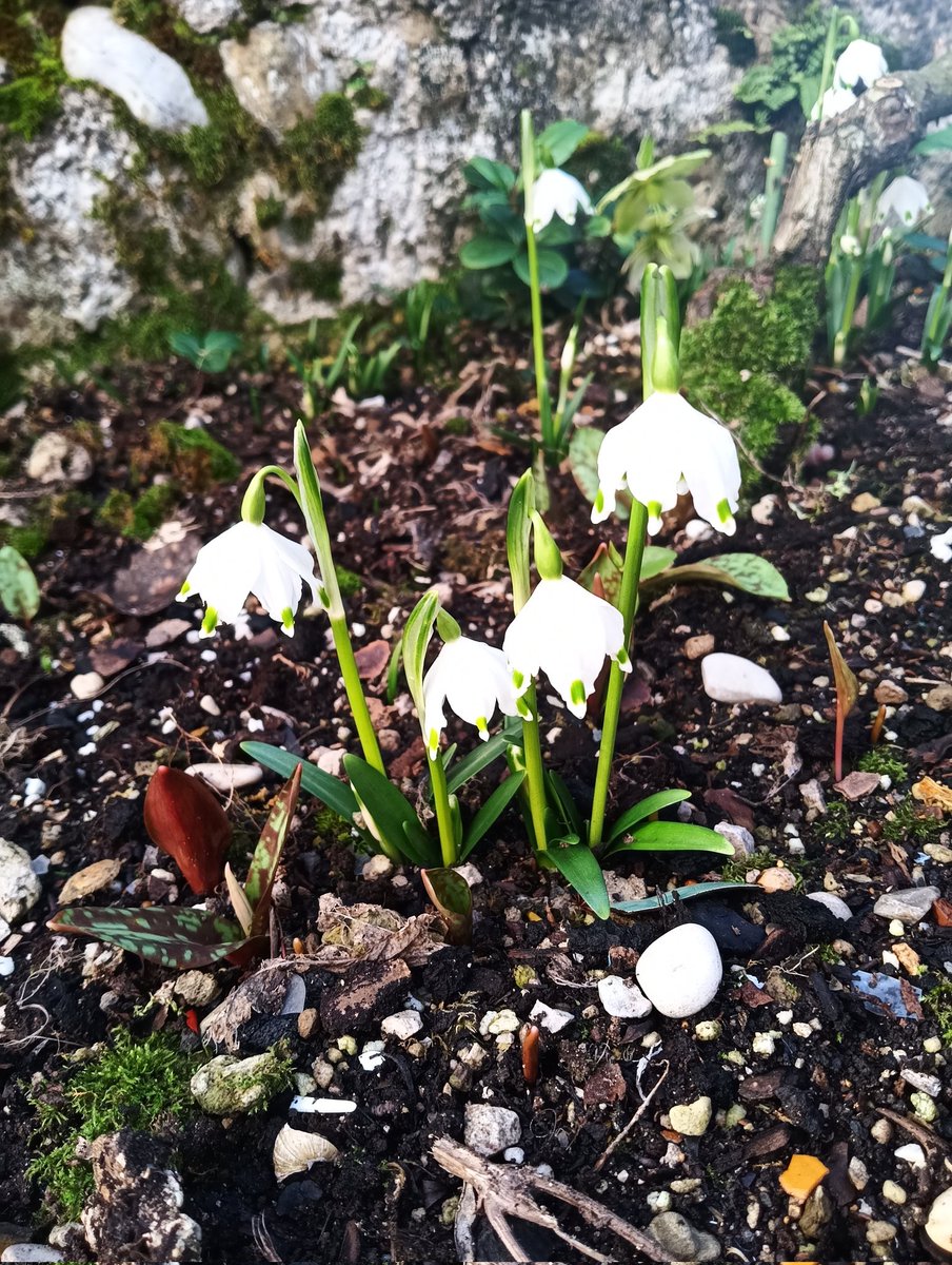 Spring is on its way #flowers #flowephotography #naturephotography #nature #flora