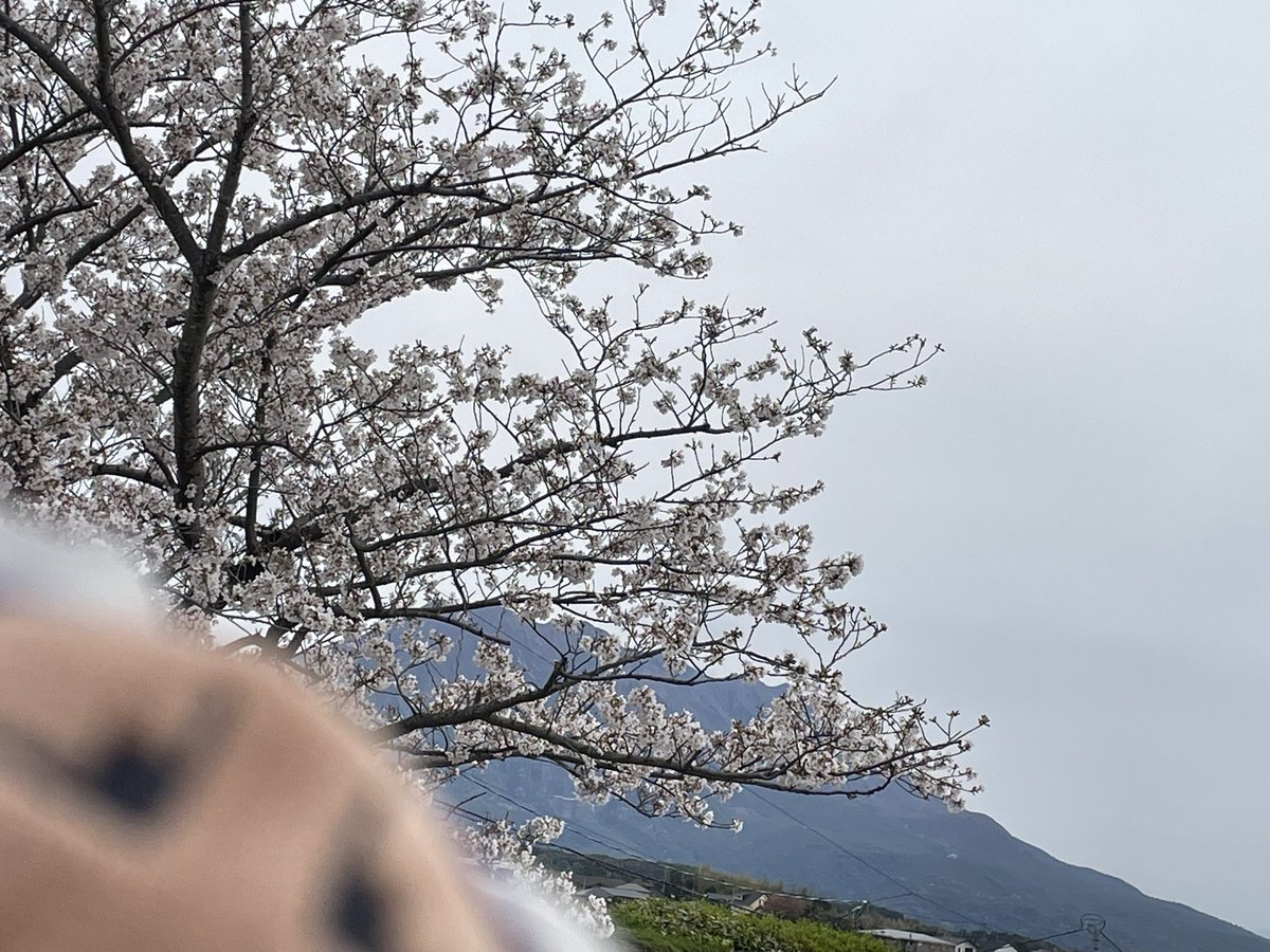 #このタグを見た人は黙って桜をはる