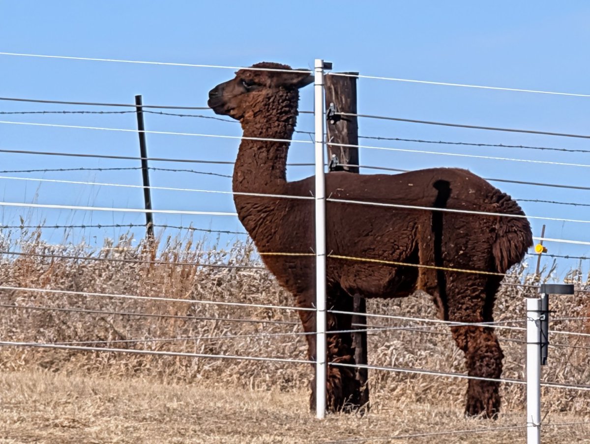 Good morning

#GoodMorning #alpacas
