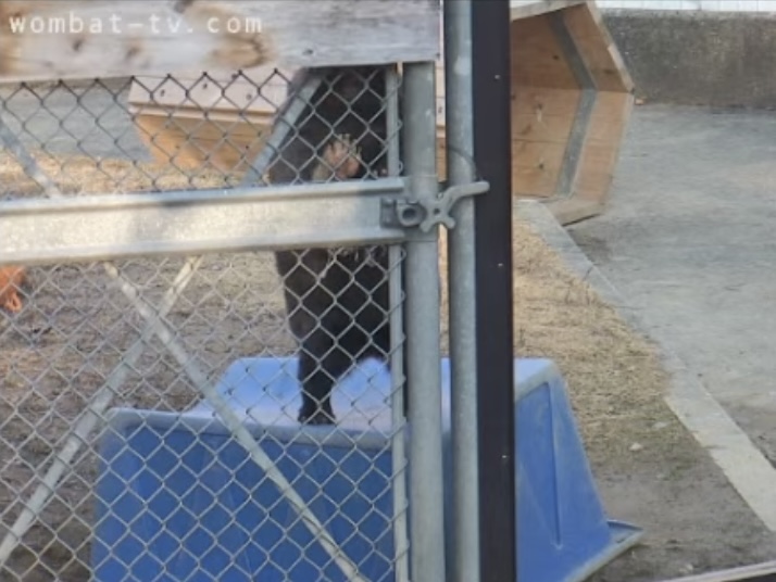 ちょうど2年前の姫様🐻🎀

｢おはぎでもチョコ餅でもないからね！｣

#ウォンバット
#五月山動物園
#ユキちゃん