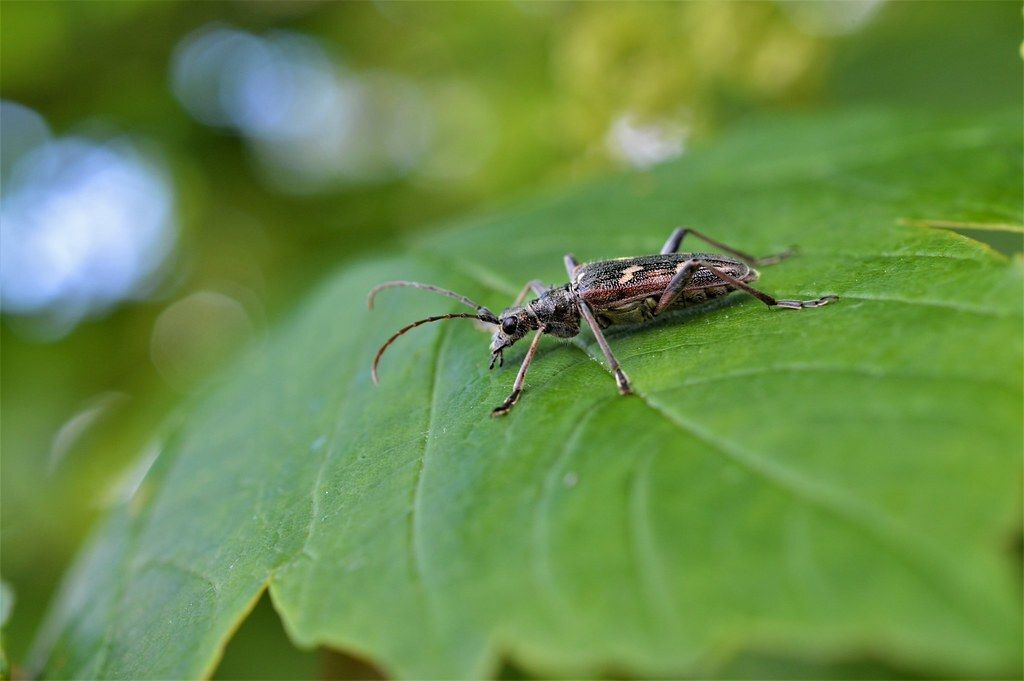 Biodiversity Ireland tweet media