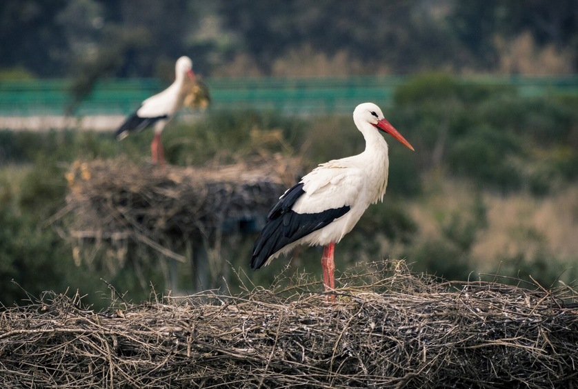 Se convocan para 2026, #subvenciones para la protección y el mantenimiento de nidos de #cigüeña común
👉ias1.larioja.org/boletin/Bor_Bo…