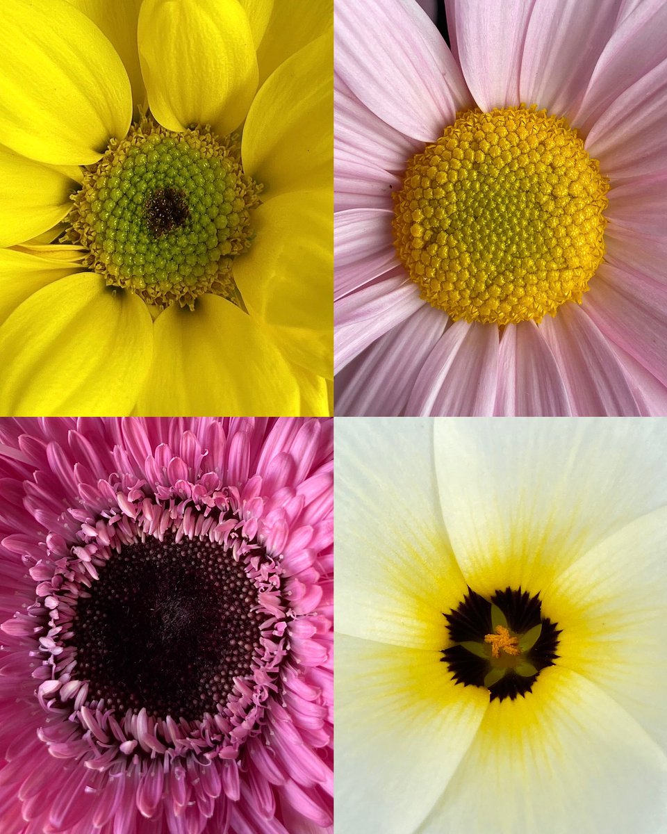 lillirgds's tweet image. amo tirar fotos de frutas e flores 🤍