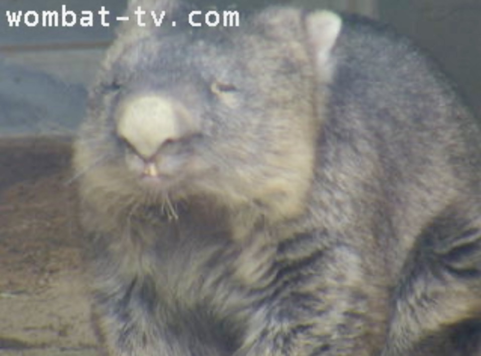 ちょうど3年前のワインさん🐻✨

｢明日はバレンタインデーじゃの😯ユキちゃん…(ﾟдﾟ〃)ﾄｩﾝｸ💖｣

#ウォンバット
#五月山動物園
#ワインさん